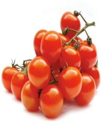 PAVITRAHAR Hybrid tomato Seed(2100 per packet)