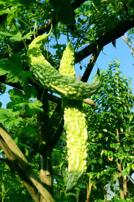 Alberts bitter gourd,karela seeds Seed(30 per packet)