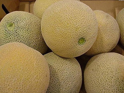 BDSresolve Rock Melon Seed/muskmelon seed 37 Seed(37 per packet)
