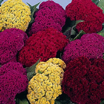 Biosnyg Crested Celosia Flower Garden Seeds - Armor Mix[100 Seeds] Seed(100 per packet)