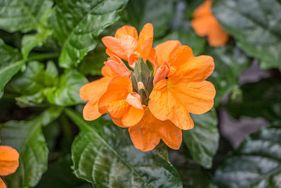 dorvik collections kanakambaram-firecracker-crossandra Seed(26 per packet)