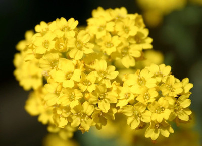 CYBEXIS Alyssum Gold Flower Seeds - Aurinia Saxatilis Seed(50 per packet)