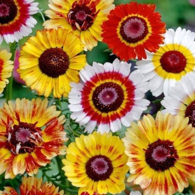 CYBEXIS XL-80 - Chrysanthemum Carinatum Rainbow Dazzler Mix - (90 Seeds) Seed(90 per packet)
