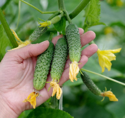 Qualtivate HUA-9A Cucumber Envy of a Neighbor F6 Seed(300 per packet)