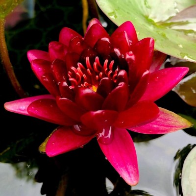 Qualtivate EXL-4AT Red Lotus Water Lily Flower Seeds Seed(25 per packet)