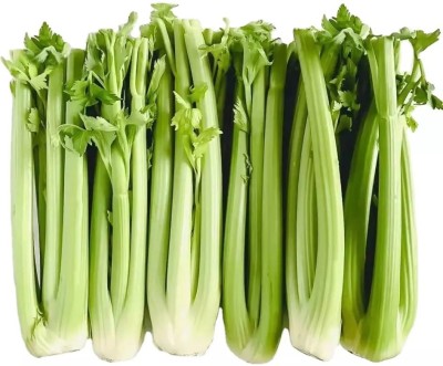 ENTENT Organic Green Celery Vegetable Seed(80 per packet)