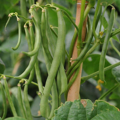 Aywal French Bean Cobra Seed(7 per packet)