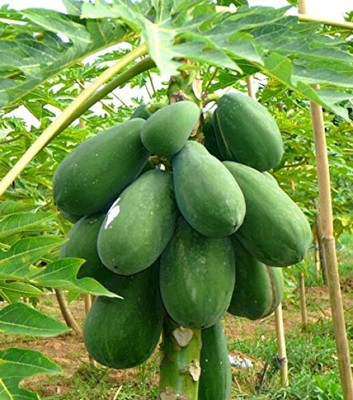 Pbevergreen PAPAYA Seed(60 per packet)