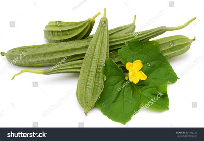 Paudhaa F1 best quality RIDGE GOURD Seed(22 per packet)