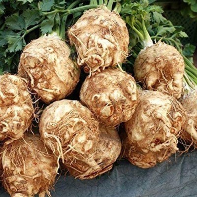 CYBEXIS VVI-89 - Celeriac (Verona White) - (750 Seeds) Seed(750 per packet)