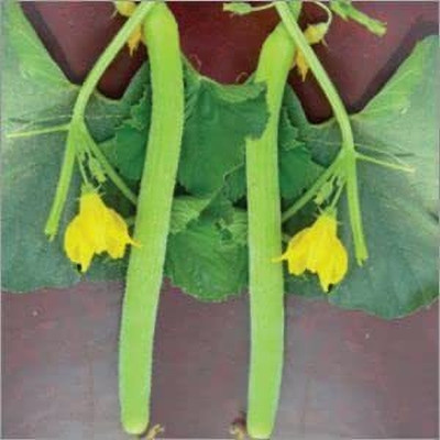 Aywal Hybrid Cucumber Kakri - Long Melon Seed(450 per packet)