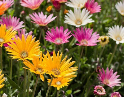 CYBEXIS ARCTOTIS MIXED SEEDS100 Seeds Seed(100 per packet)