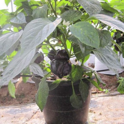 CYBEXIS Heirloom Black Capsicum Sweet Pepper Seeds Chili 2400 Seeds Seed(2400 per packet)