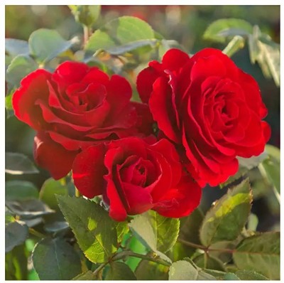 Chalisa Rose, Flower seeds Seed(49 per packet)