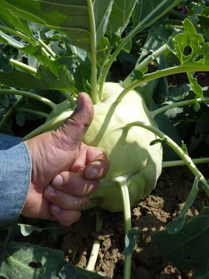 WILLVINE GBPUT -I Kohlrabi Giant Biennial Seeds [25g] Seed(7500 per packet)