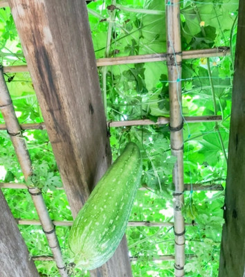 UGRA Luffa seeds, smooth sponge gourd Seed(150 per packet)