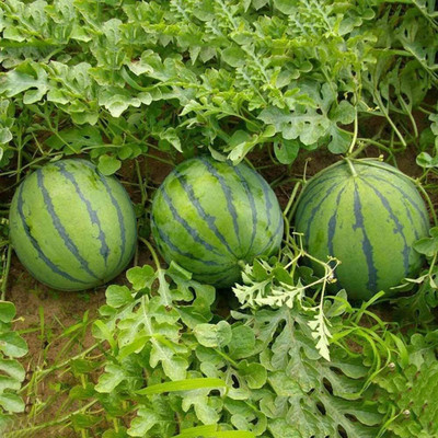 KNESSiN Delicious Mixed Color Sweet Fruit Watermelon [100 Seeds] Seed(100 per packet)