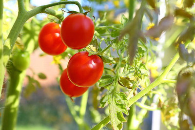 Jevik tomato Seed(75 per packet)