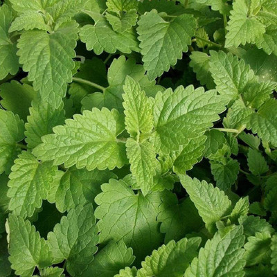 VibeX GBPUT-27 - Catnip Mint - (13500 Seeds) Seed(13500 per packet)