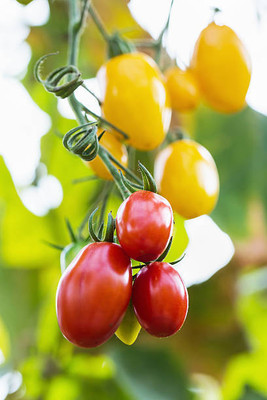 Sant Seeds LLP tomato Seed(85 per packet)