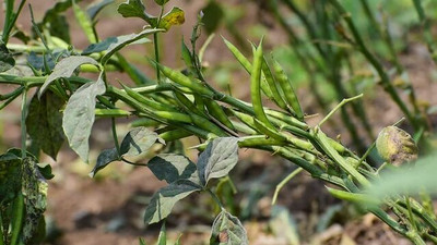 XOLDAA CLUSTER BEANS SEEDS Seed(55 per packet)