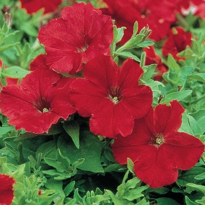 VibeX LX-47 - Supercascade Red Petunia - (180 Seeds) Seed(180 per packet)