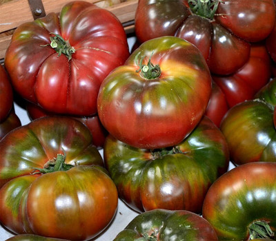 KNESSiN F1 Hybrid Russian Black Tomato Vegetable Seeds for Garden - (4000 Seeds) Seed(4000 per packet)