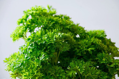 CYBEXIS XLL-52 - Triple Curled Parsley - (750 Seeds) Seed(750 per packet)