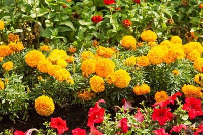 Walled City Shop marigold/gende ka phool flower seeds Seed(50 per packet)