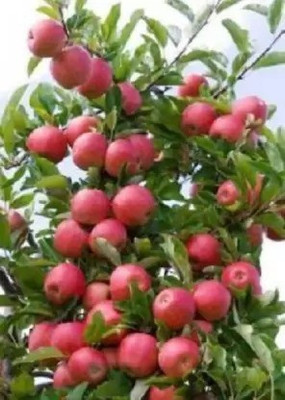 Aro Apple Seed(58 per packet)