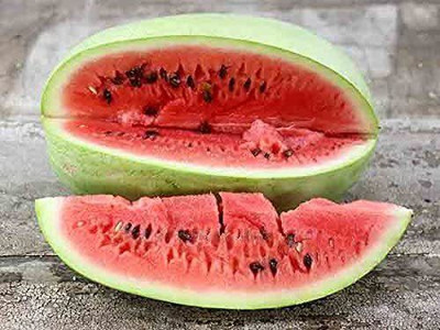 CYBEXIS LX-81 - Watermelon Charleston Grey Green - (150 Seeds) Seed(150 per packet)
