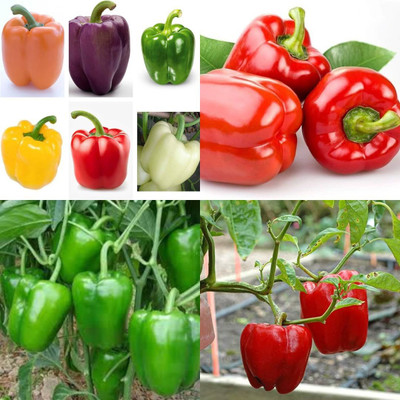 ibains Capsicum seeds green shimla mirchi pack of 155 Seed(155 per packet)