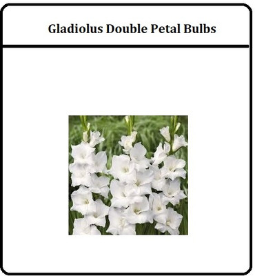 CRGO GLADIOULUS Seed(16 per packet)
