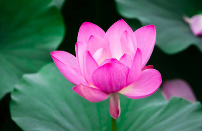 Greenery lotus,kamal gatta Seed(11 per packet)