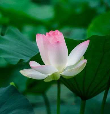 RUKDA lotus,kamal seeds Seed(14 per packet)
