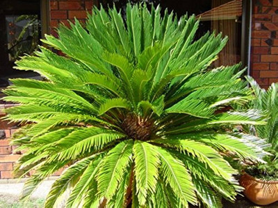 BDSresolve palm seeds for home garden/palm seed 20 Seed(20 per packet)