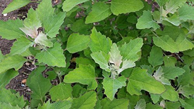 Aywal Bathua Saag(बथुआ साग) Vegetable Seed(300 per packet)