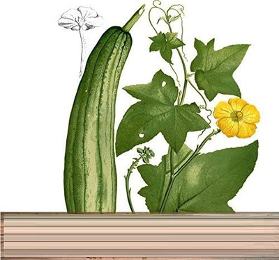 CYBEXIS PAU-79 - Organic Desi Sponge Gourd - (300 Seeds) Seed(300 per packet)