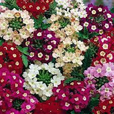 ACCELCROP Verbena Mix Seed(65 per packet)