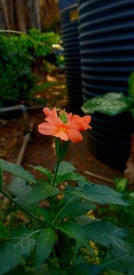 AshySols kanakambaram-firecracker-crossandra Seed(37 per packet)