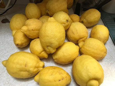 WILLVINE Meyer Lemon Tree Seeds-[50 Seeds] Seed(50 per packet)