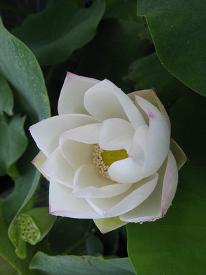 LPR LOTUS,KAMAL Seed(10 per packet)