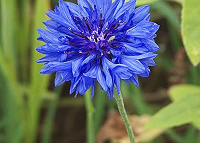 Aywal CORNFLOWER MIXED FLOWER Seed(70 per packet)