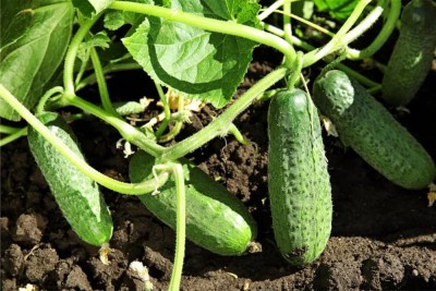 BDSresolve Cucumber seeds for garden PACK OF 54 Seed(54 per packet)