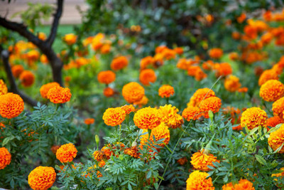 VEDAGRAHI marigold/gende ka phool flower seeds Seed(75 per packet)