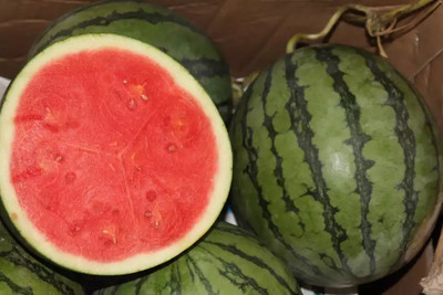 Farmonix Delicious Taste Premium Quality Watermelon Seed(50 per packet)