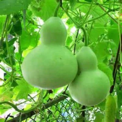 VibeX TLX-75 - Mix-Large & Medium Bottle Gourd - (300 Seeds) Seed(300 per packet)