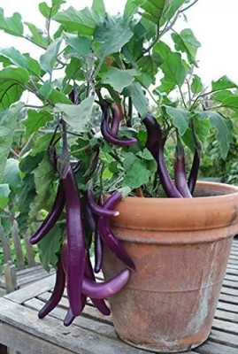 MAA Brinjal purple long, Brinjal, Eggplant Seed(280 per packet)