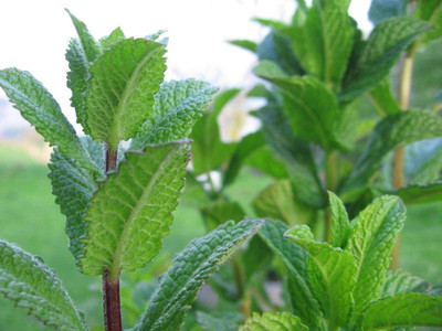 CYBEXIS KGF -20 - MINT- PeppermintMentha Piperita - (1350 Seeds) Seed(1350 per packet)