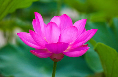 Elysian Enterprises lotus,kamal gatta Seed(14 per packet)